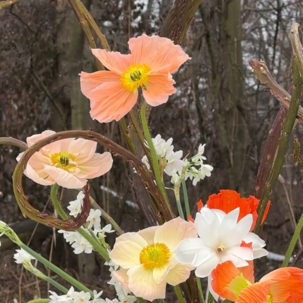 Meet your Posher, Lola